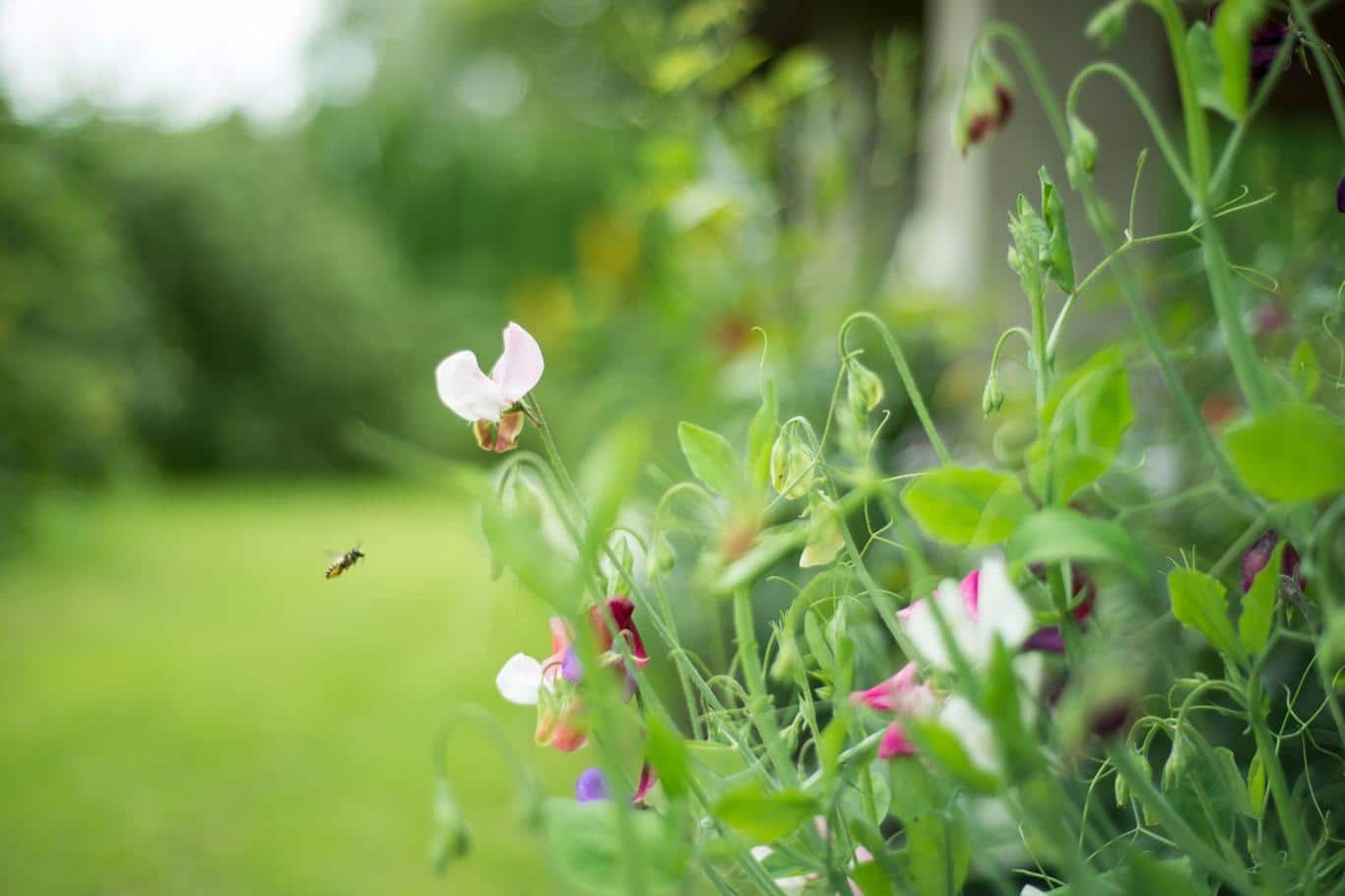 Plantați acest lucru în grădina dumneavoastră în această primăvară și recolta tuturor va fi mai bogată ca niciodată