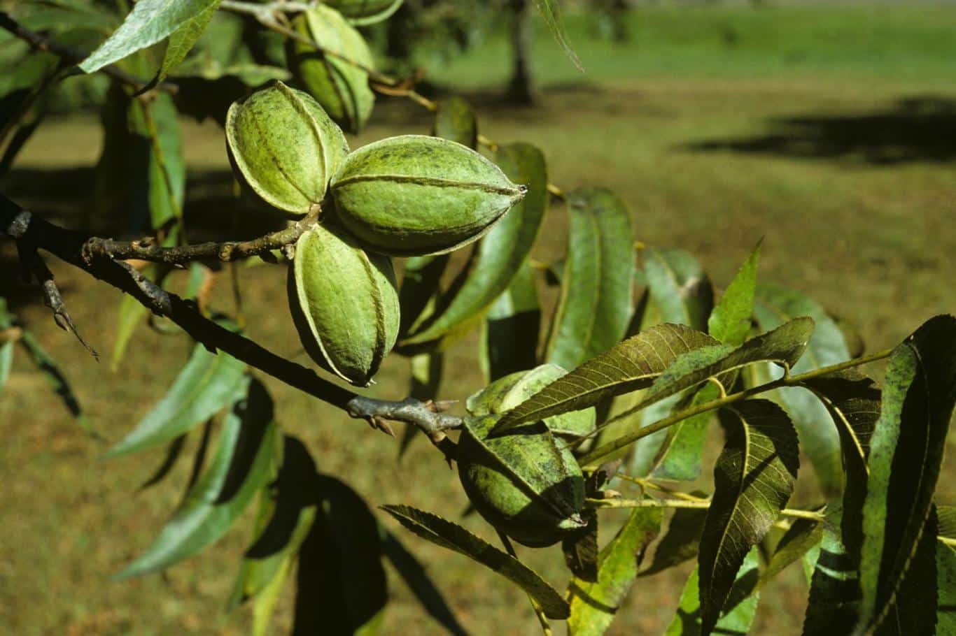 Nuci pecan din propria gradina: plantati rasaduri cat mai devreme posibil in primavara, ganditi-va la adancimea gropii