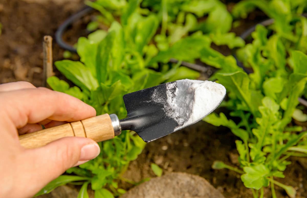 Stropiți plantele cu bicarbonat de sodiu.  După ce ai citit acest articol, vei face și tu