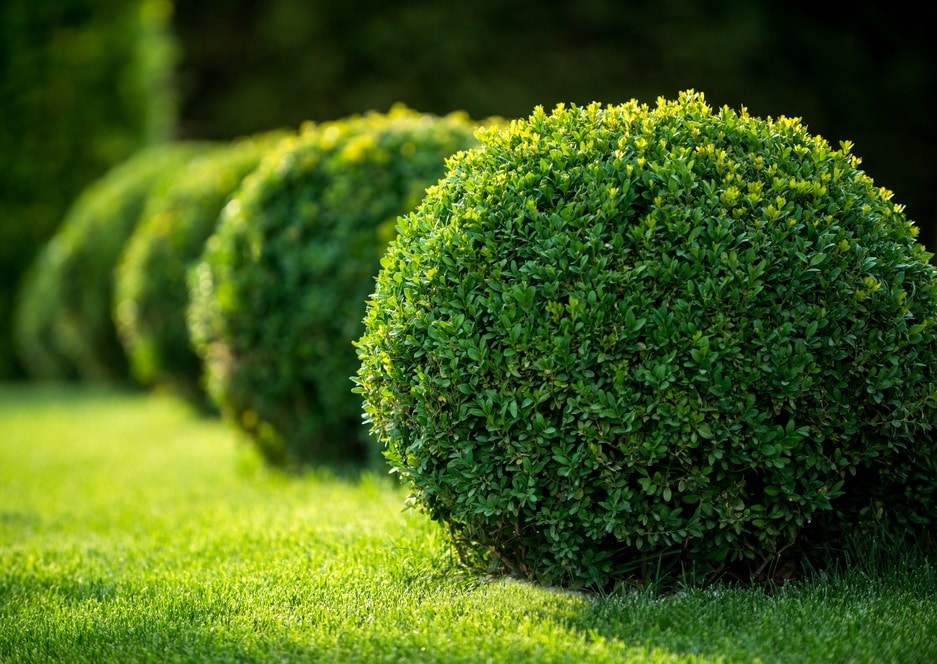 Când să tăiați Boxwood?  Țineți cont de acest lucru atunci când tăiați