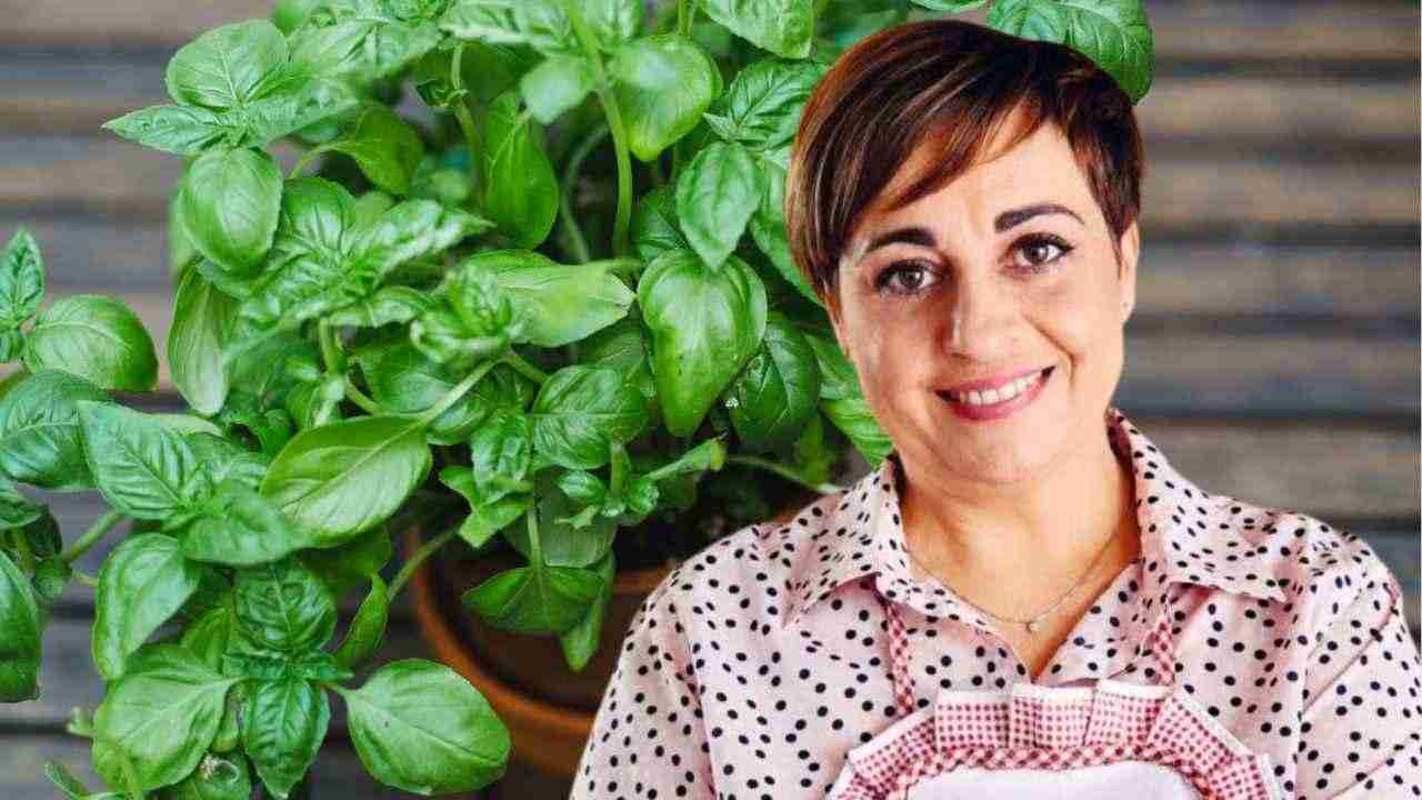 Am busuioc bun și luxuriant, toți îl au, îmi place Benedetta Rossi