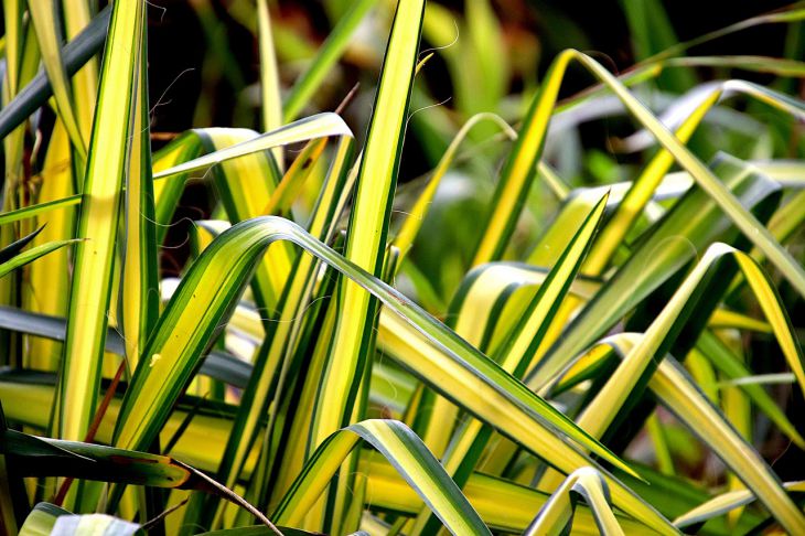 De ce este util chlorophytum în casă: proprietăți ale florii despre care nu știai