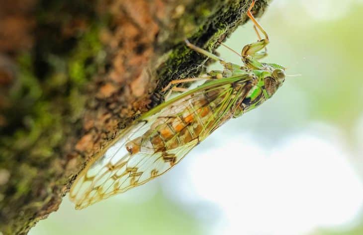 Care insecte trăiesc cel mai mult: puțini oameni știu despre asta