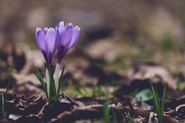 Ce să plantezi primăvara devreme: flori care te vor mulțumi mai repede decât altele