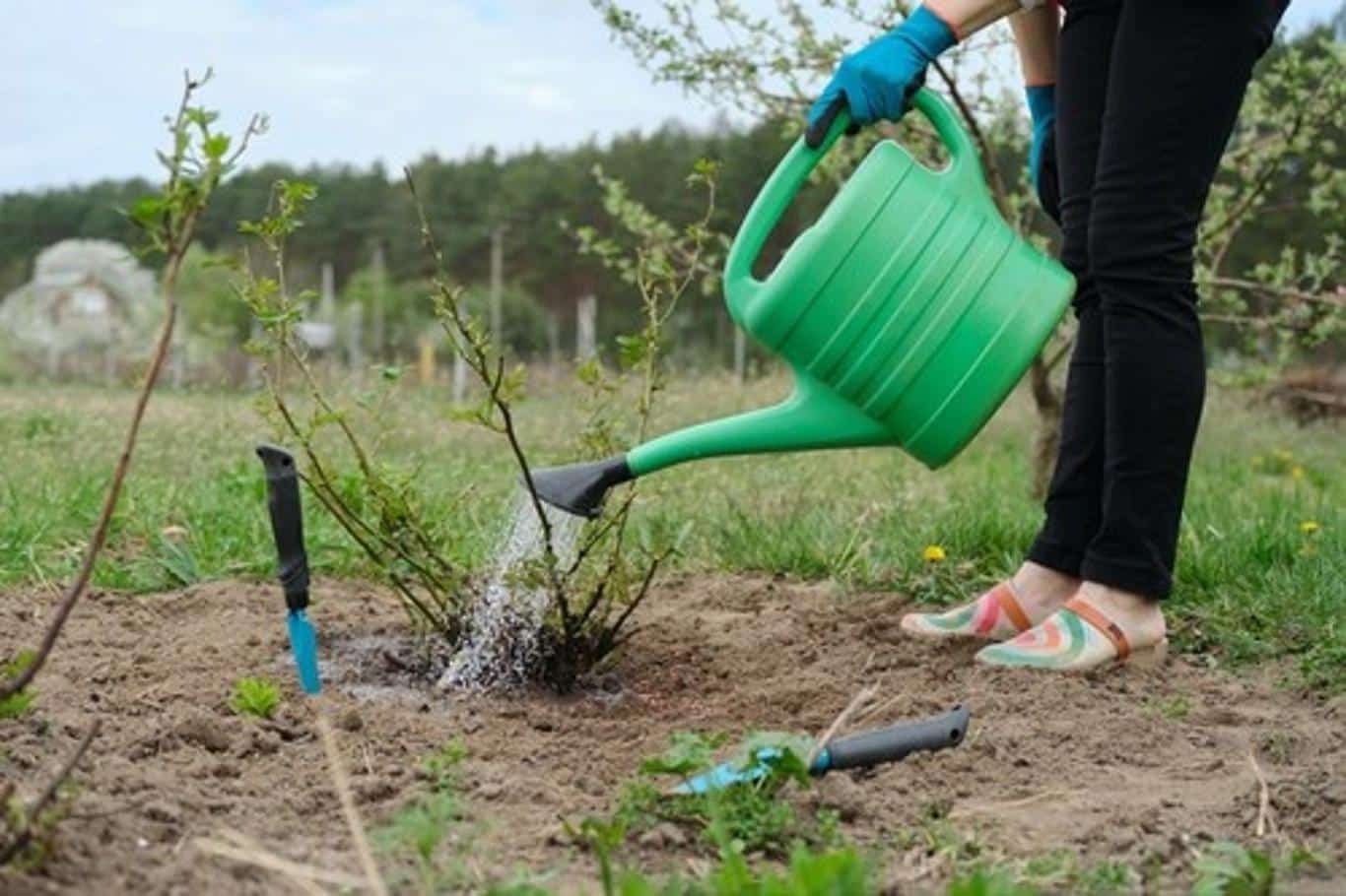 O greșeală gravă la udarea trandafirilor pe care o fac majoritatea grădinarilor.  Evita-o