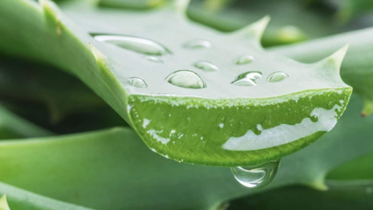 Aloe vera: crește-ți propria plantă medicinală acasă