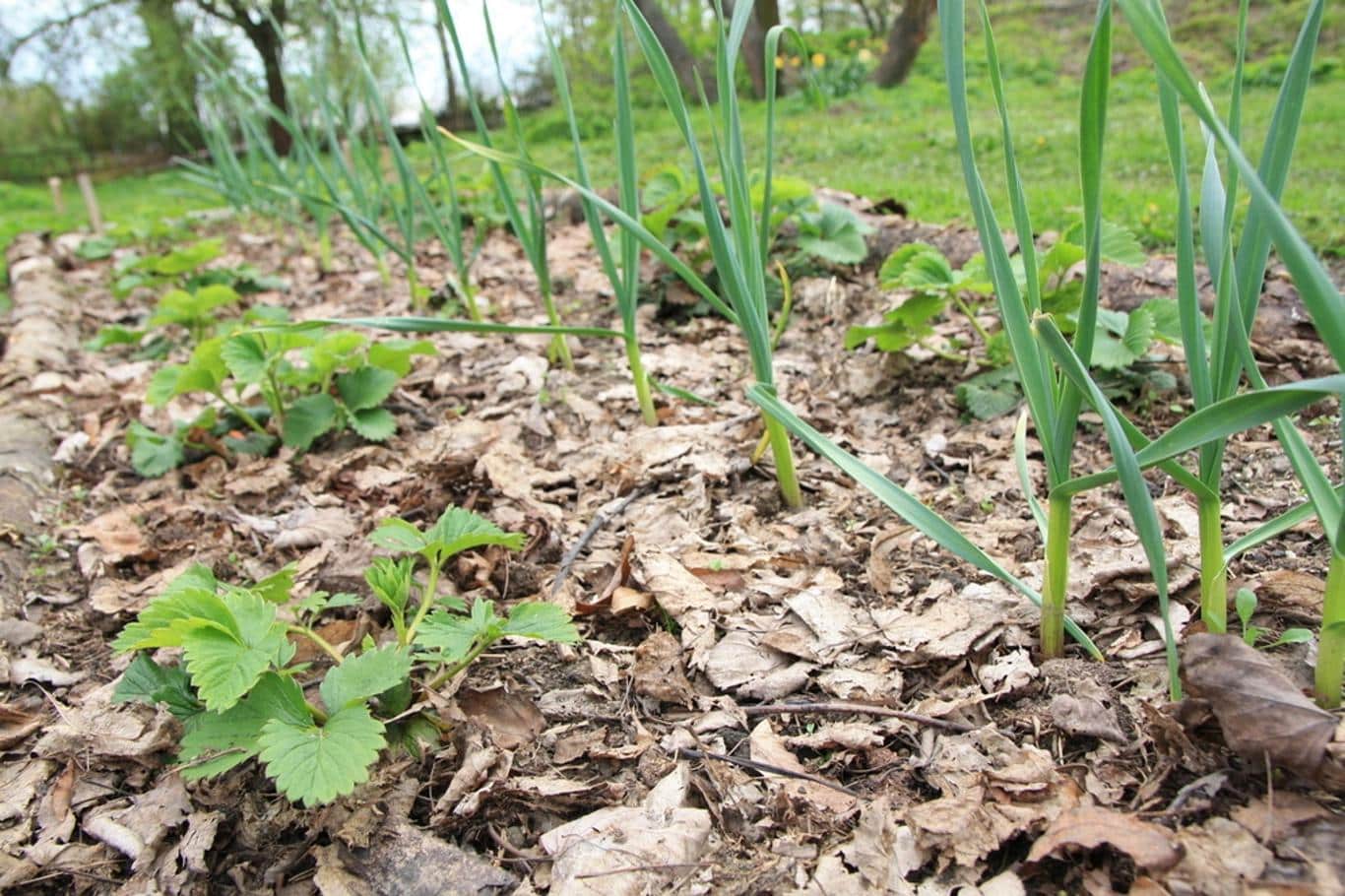 Plantați asta lângă usturoi și veți obține o recoltă neașteptat de bogată