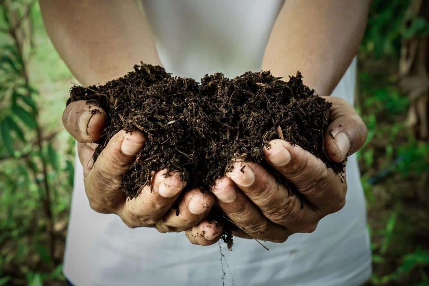 Unde să mergi cu deșeurile de iarnă din grădină?  Acest lucru nu trebuie să ajungă în compost