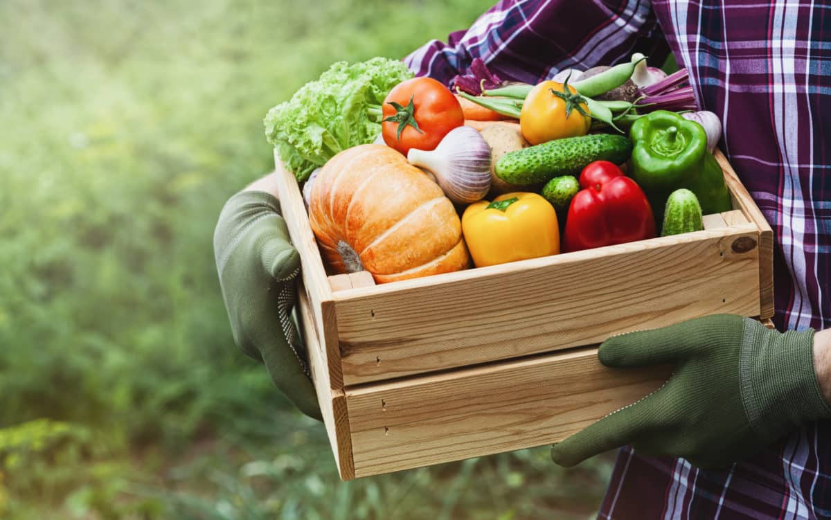 7 tipuri de legume pe care le poți lăsa în siguranță în grădină și culege doar iarna.  Puțini oameni știu asta