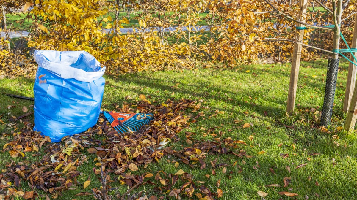 5 motive pentru care este o prostie să strângi frunzele de toamnă în grădină. Mai bine păstrează-ți puterea