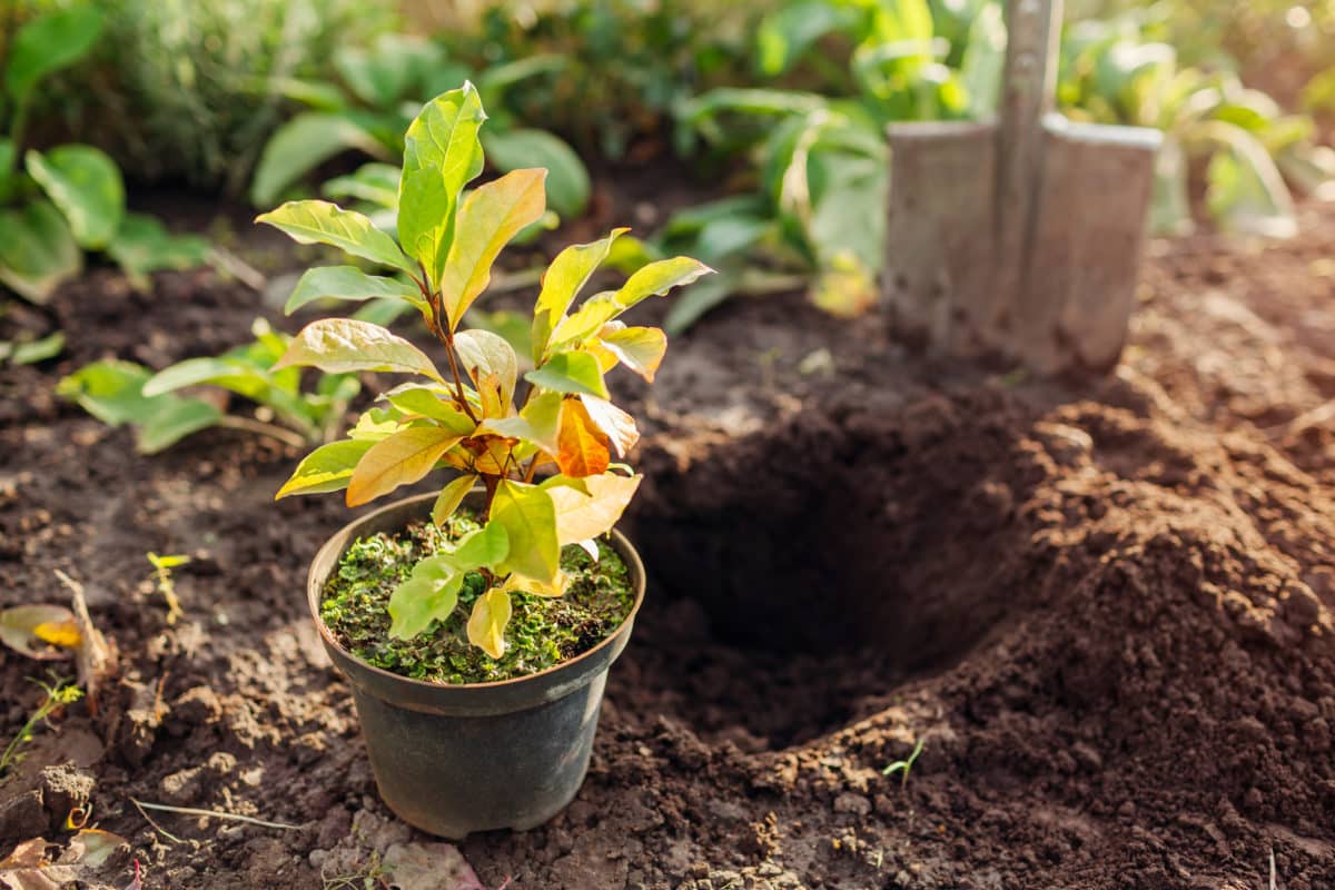 Plantarea de toamnă a plantelor perene prin ochii unui grădinar experimentat.  Ce zici de ierburi?