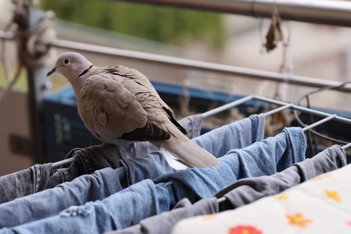 Cum să scapi de porumbeii enervant de pe balcon