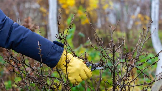 Tăierea de toamnă a tufelor fructifere: care ar trebui tăiate toamna pentru a produce fructe abundente?  Cum se face corect?