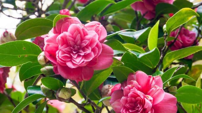 Camellia japoneză este o plantă frumoasă, dar capricioasă, pe care o poți crește în ghiveci acasă sau în grădină. Cum să aibă grijă de el?