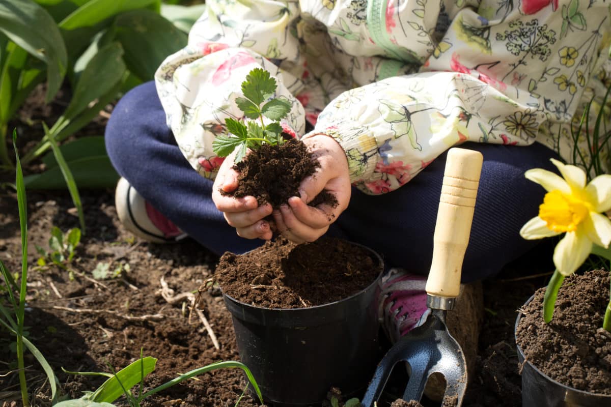 Plantarea de toamnă a plantelor perene prin ochii unui grădinar. O privire de ansamblu grozavă asupra florilor să plantezi acum