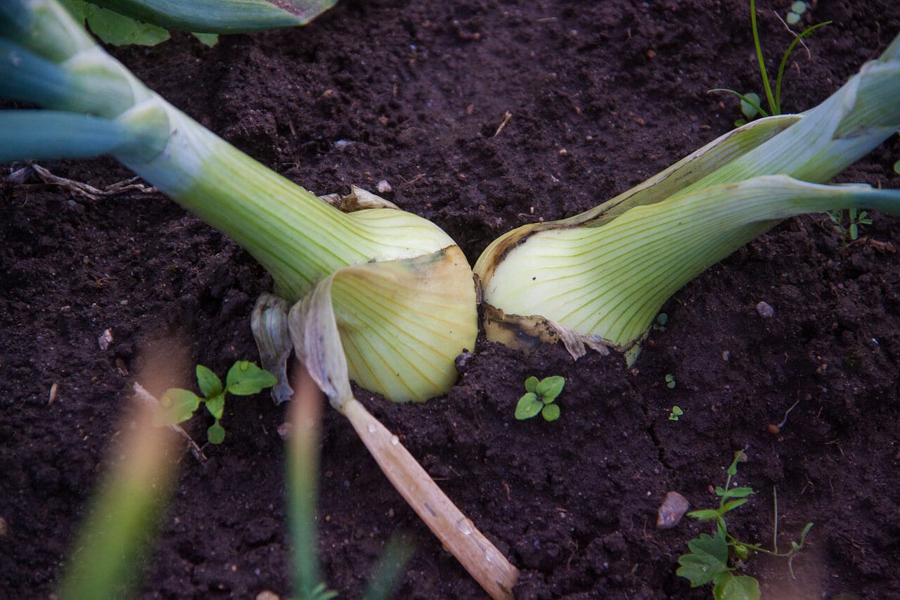 Ce crește bine lângă ceapă: un truc viclean pe care grădinarii experimentați îl vor invidia