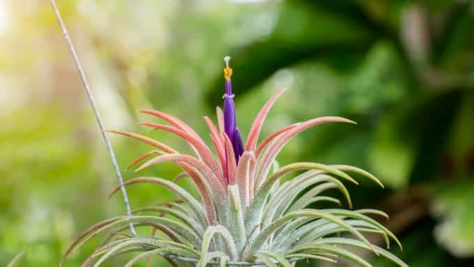 Branchwort – cum să crească, să udați și să o înmulțiți? De ce are nevoie tillandsia tropicală? Iată toate regulile pentru creșterea acestuia