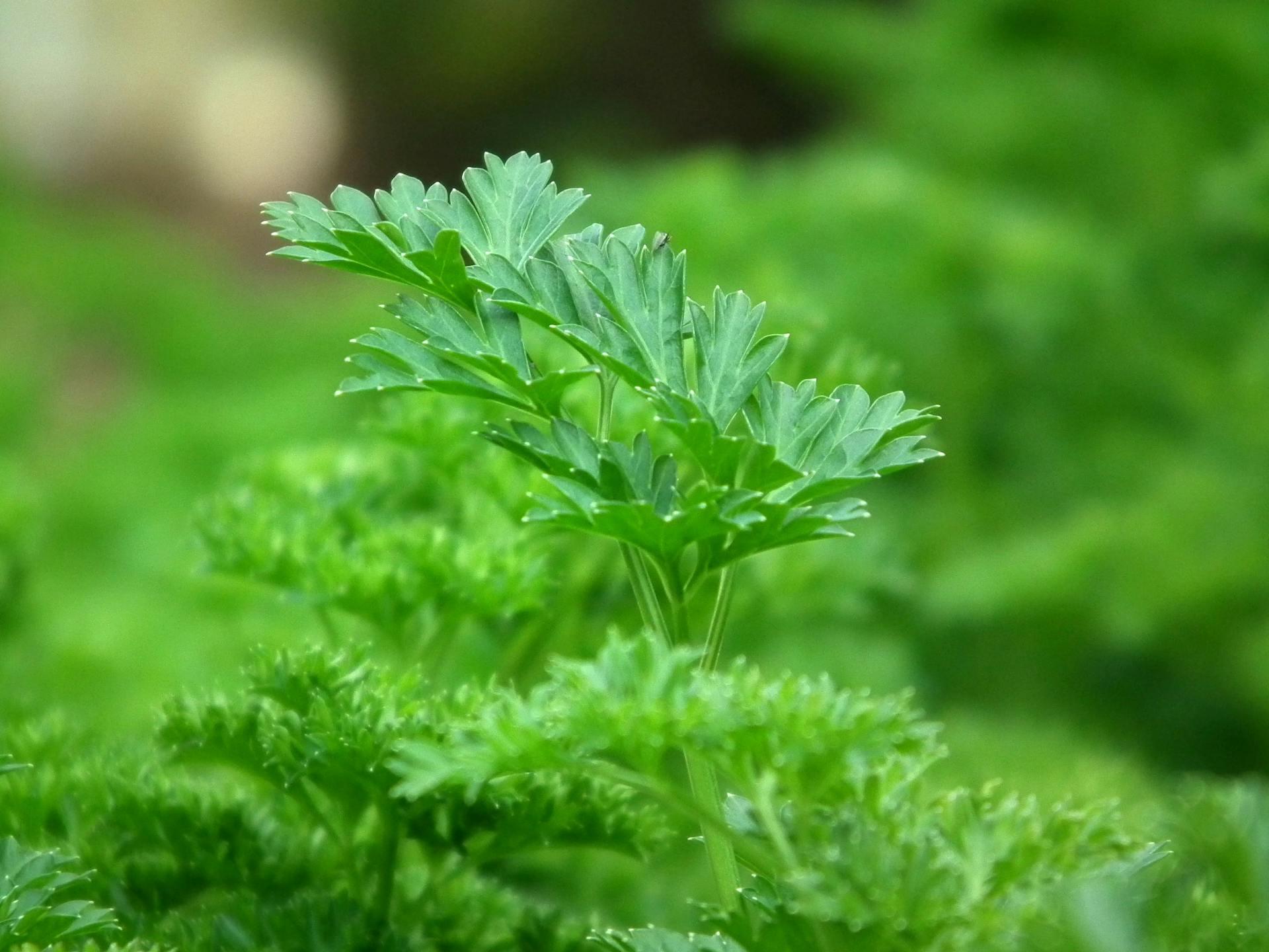 Plantați această plantă lângă pătrunjel și veți avea o recoltă uriașă