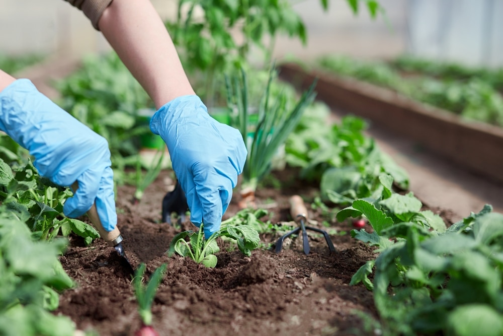 Ce să semănăm în martie?  Colectați semințele a 6 tipuri de legume