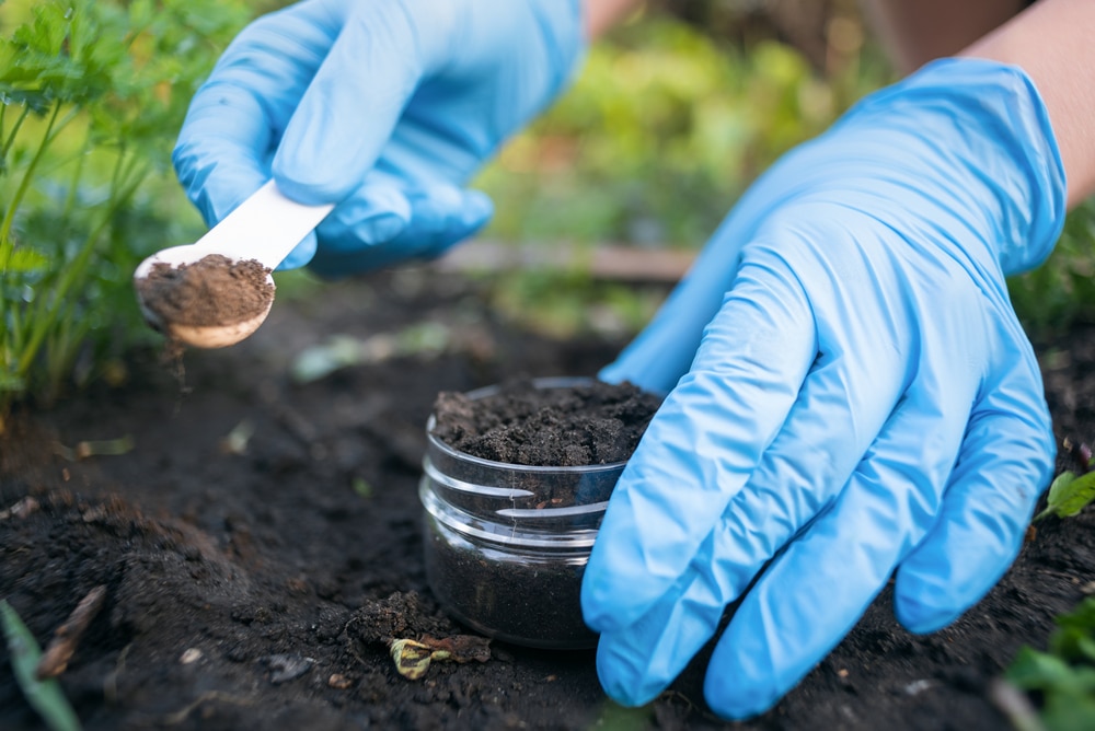 Înainte de a planta ceva în grădină, fă un lucru. Important pentru culturi și înflorire