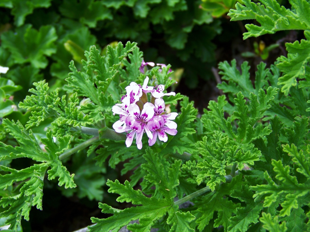 Pelargonium graveolens este foarte util