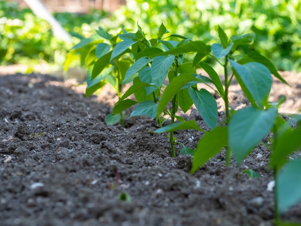 Plantez ardei lângă aceste plante și culeg verdeață imensă în fiecare an.  Nu am nevoie să folosesc îngrășământ