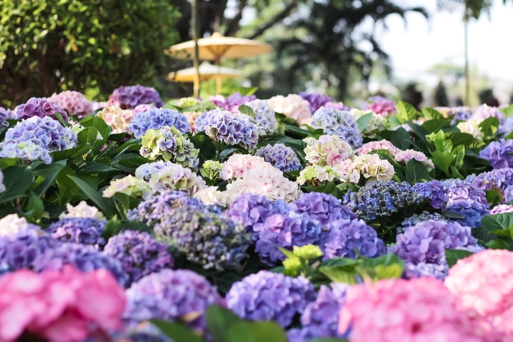 Hortensie – care este diferența dintre hortensia de grădină și hortensia?