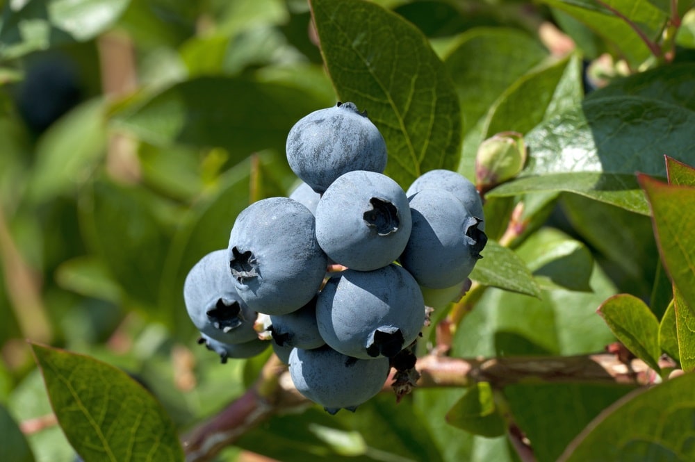 Cel mai mare aliat al lui Cučoriedka.  Asigură fructe frumoase