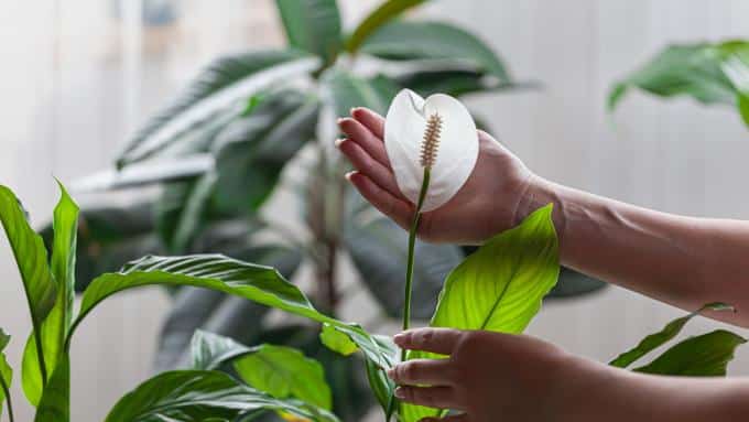 Spathiphyllum: tot ce trebuie să știți despre cultivarea acestuia.  Este o plantă frumoasă și utilă, dar necesită îngrijire adecvată