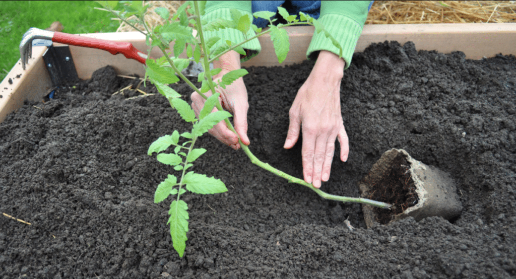 Grădinarii ATENȚIE, notați aceste date: CALENDARUL exact al plantării corecte în grădină – Urmăresc acest lucru în fiecare an!