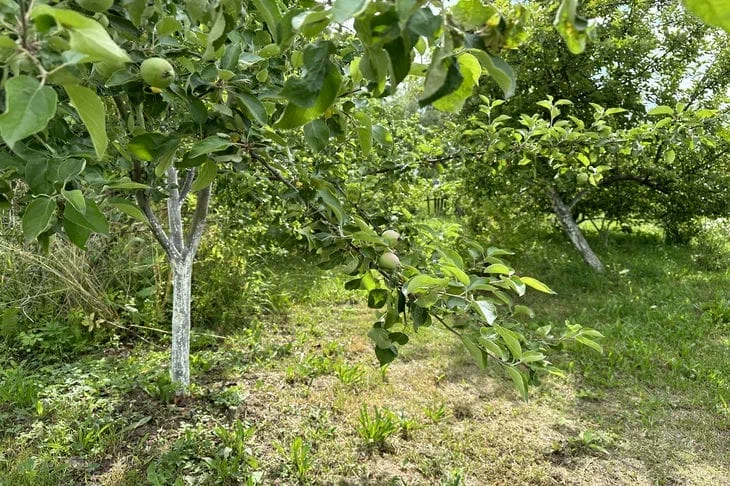 Când este mai bine să plantezi răsaduri de pomi fructiferi – primăvara sau toamna: opinia unui profesionist