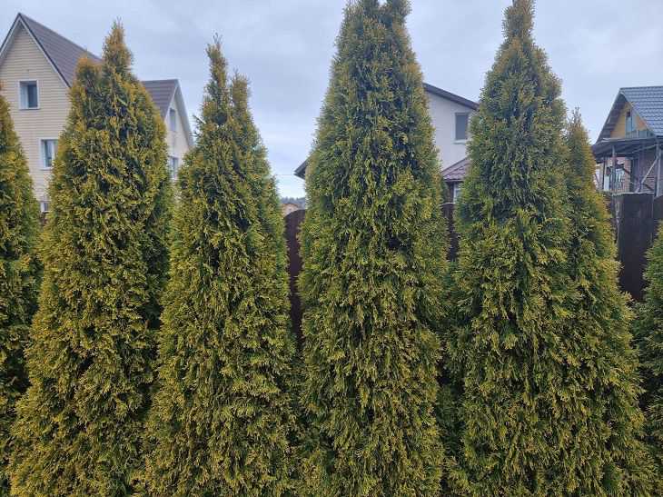 Ce nu poate fi plantat cu thuja: 80% dintre grădinari uită de această listă