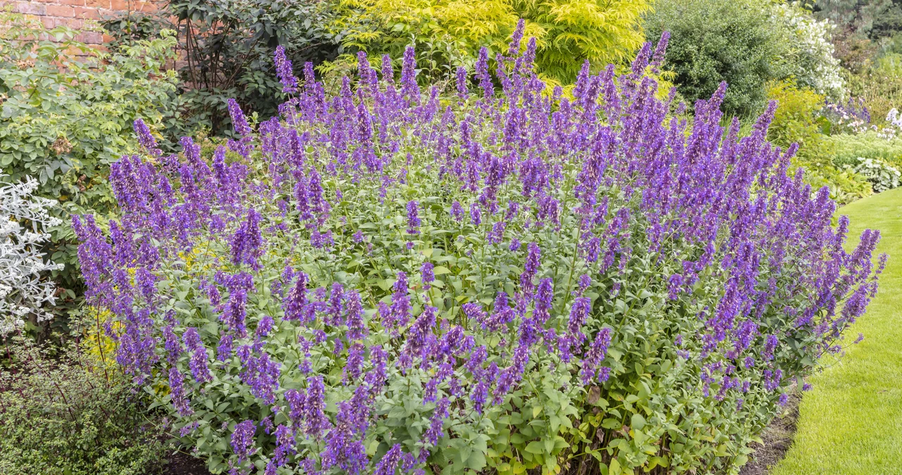 Catnip-ul lui Faassena înflorește toată vara. Perfect pentru un pat de flori și o terasă