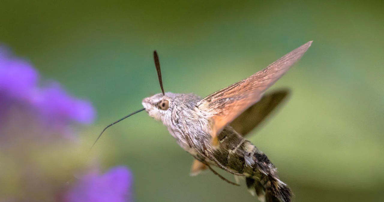 Este mic ca o pasăre colibri și îi plac florile poloneze.  Nu este deloc o pasăre