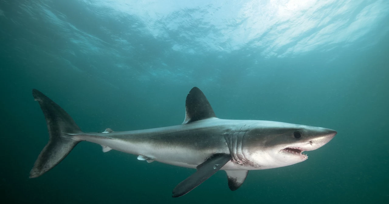 Sunt rechinii pe cale de dispariție?  Încălzirea va face 90 la sută  ouăle nu vor cloci