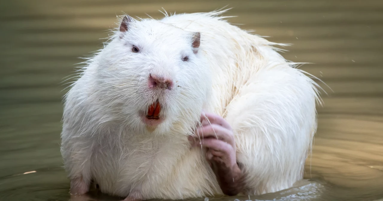 Nutria albă trăiește lângă un rezervor în Polonia.  Aceasta nu este o veste bună