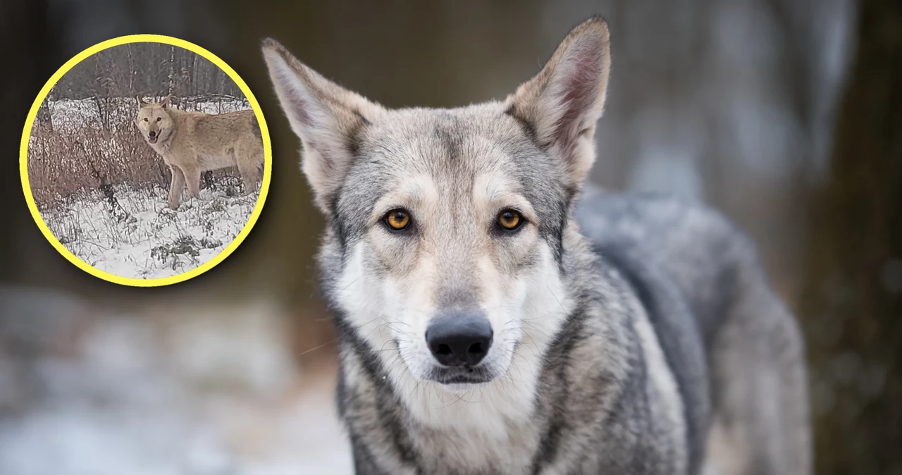 Hibrizii câine-lup trag alarma în Polonia.  Există ceva de care să-ți fie frică?