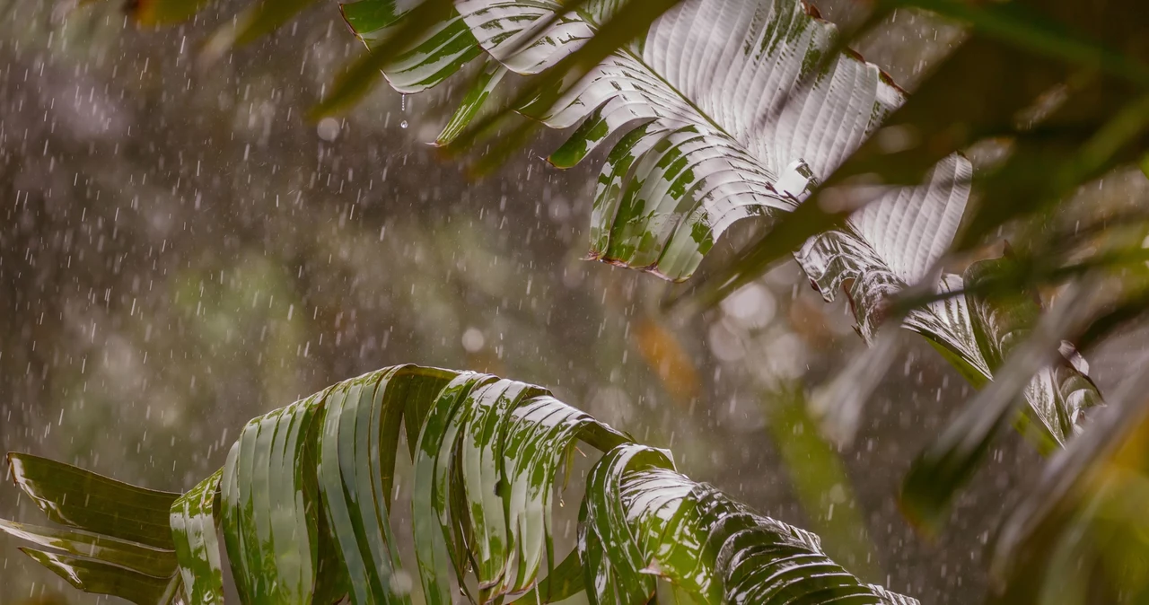 Schimbările climatice schimbă ploile tropicale.  Influența lor este puternică