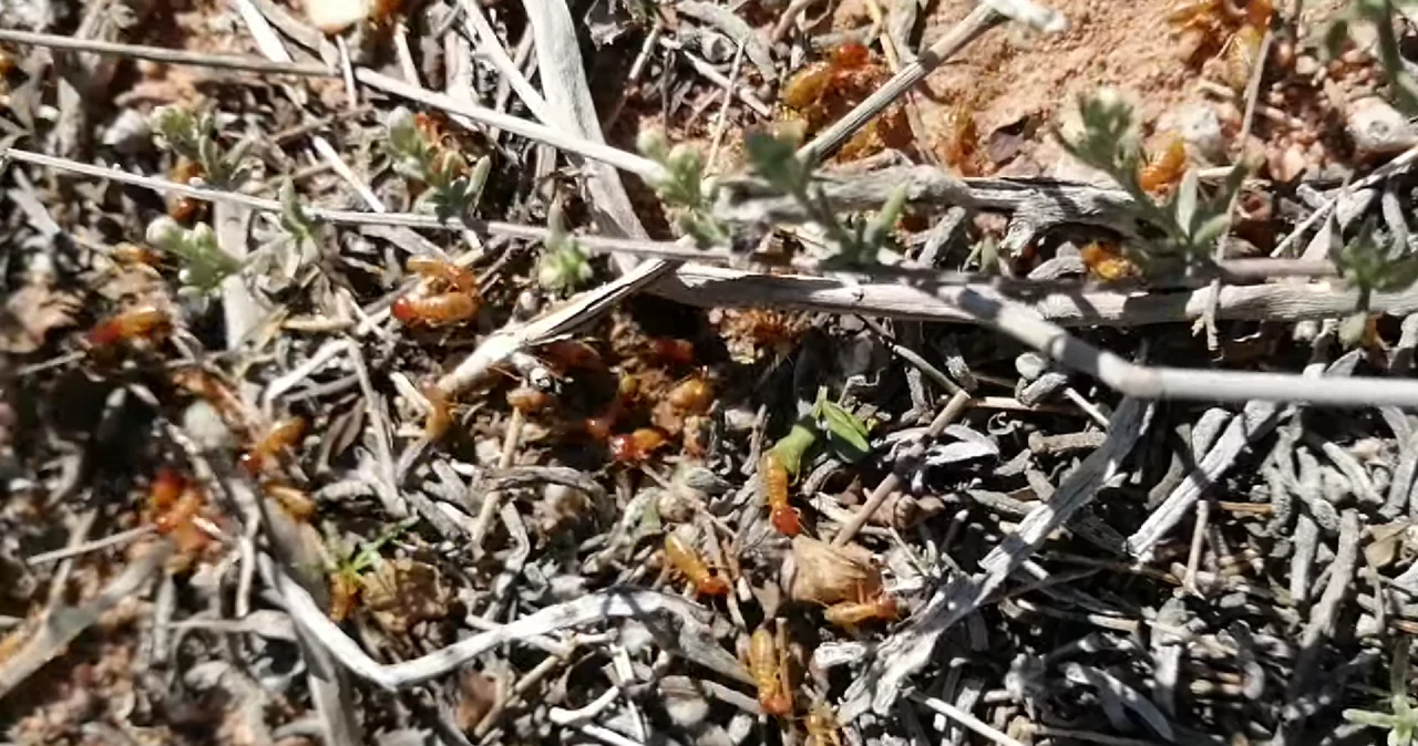 Au fost descoperite cele mai vechi movile de termite locuite.  Au peste 30 de mii.  ani