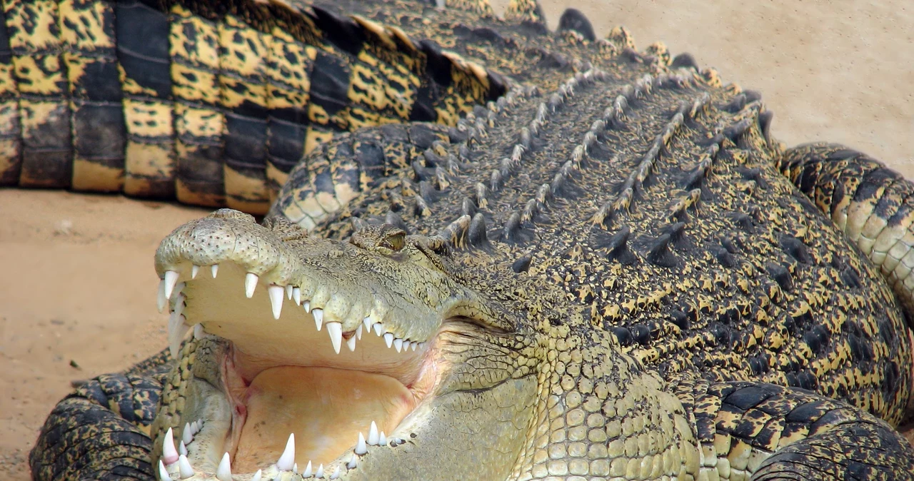 Tragedie în Australia.  O fată căutată a murit în gura unui crocodil