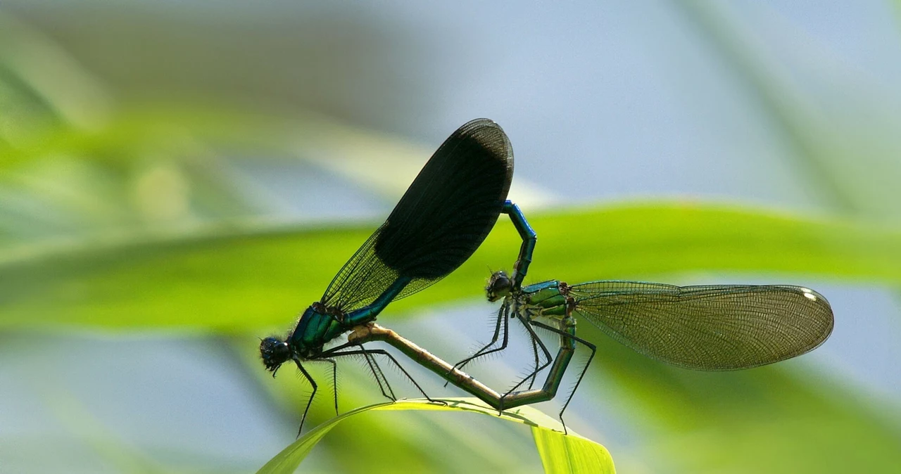 Aceste insecte neobișnuite îți pot fura inima.  O prezentare extraordinară a locuitorilor din Świtez