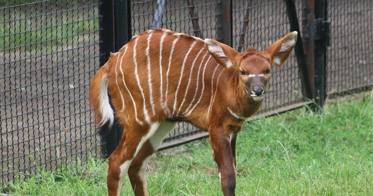 O naștere fantastică într-o grădină zoologică poloneză.  Acest animal este extrem de rar