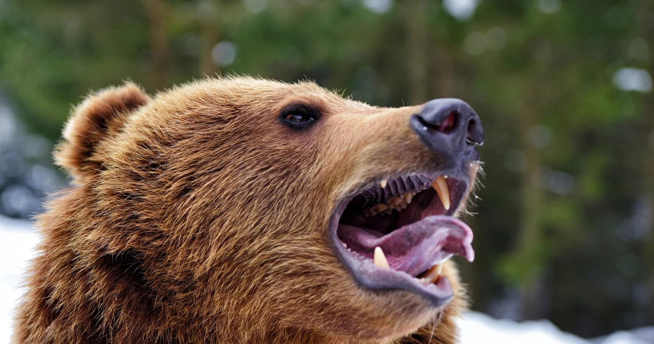 Un urs a atacat grădina zoologică și a ucis animalele.  Decizia a fost luată