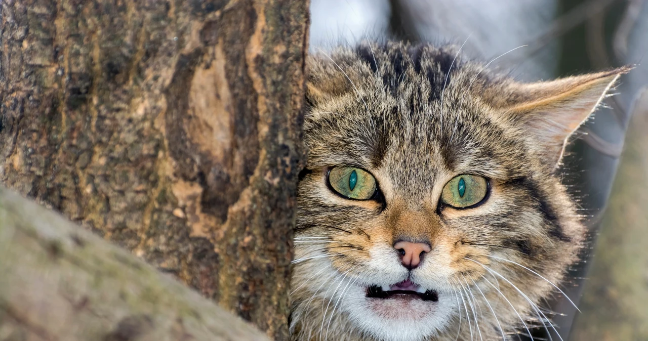 Este posibil ca faimoasele pisici sălbatice să nu mai existe în Polonia.  Au mai rămas doar manechine