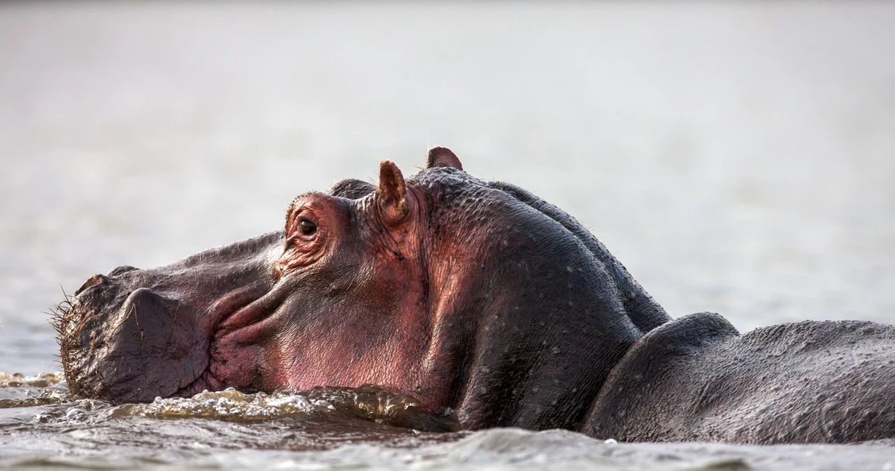 Hipopotami zburători.  Ele plutesc în aer mai mult decât ai putea crede