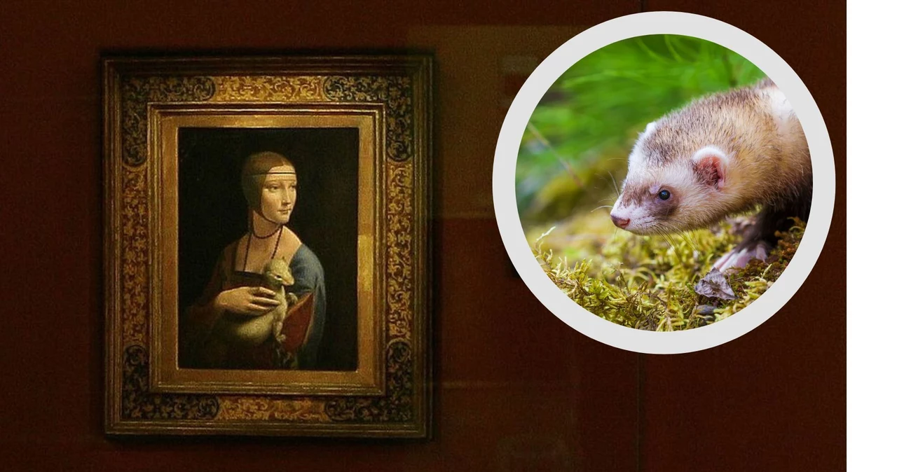 Ce este acest animal din pictura lui Leonardo da Vinci?  Răspunsul te poate surprinde