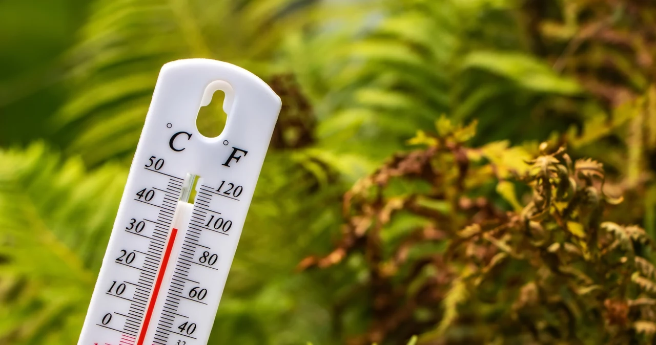 Vară fierbinte și căldură în grădină.  Ce vă va salva plantele?