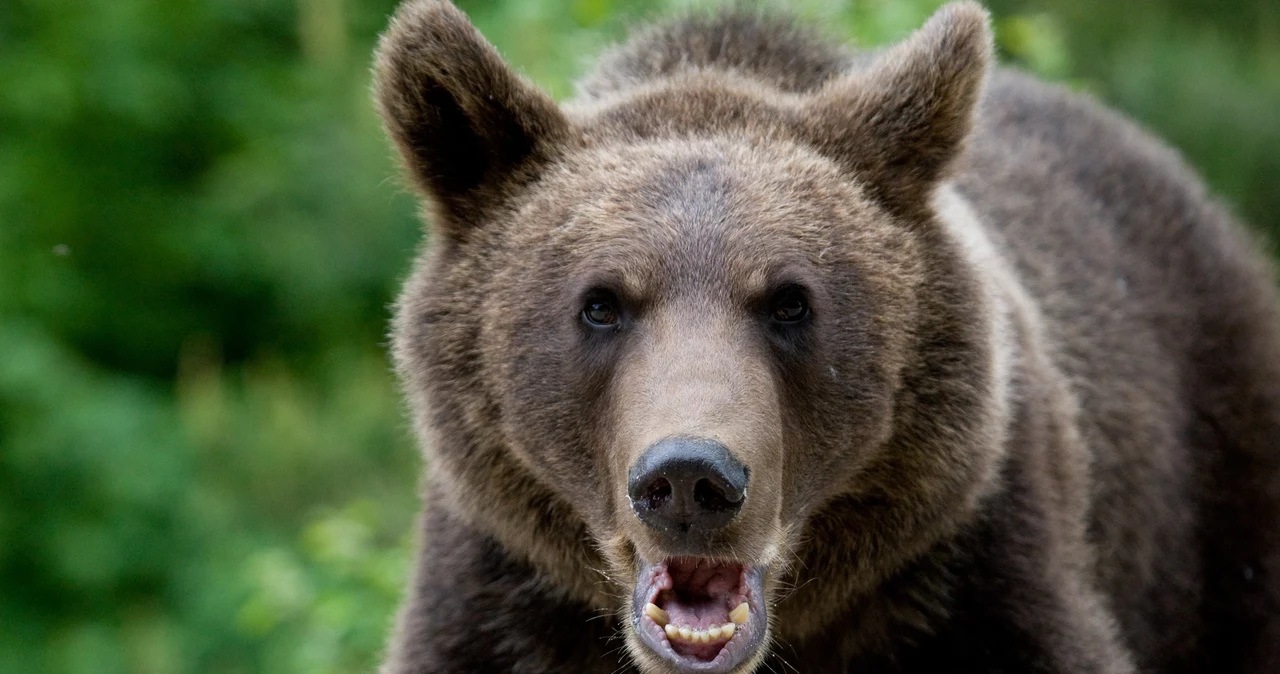 Parlamentul României se va întruni după atacul ursului.  Vor fi reinstalări