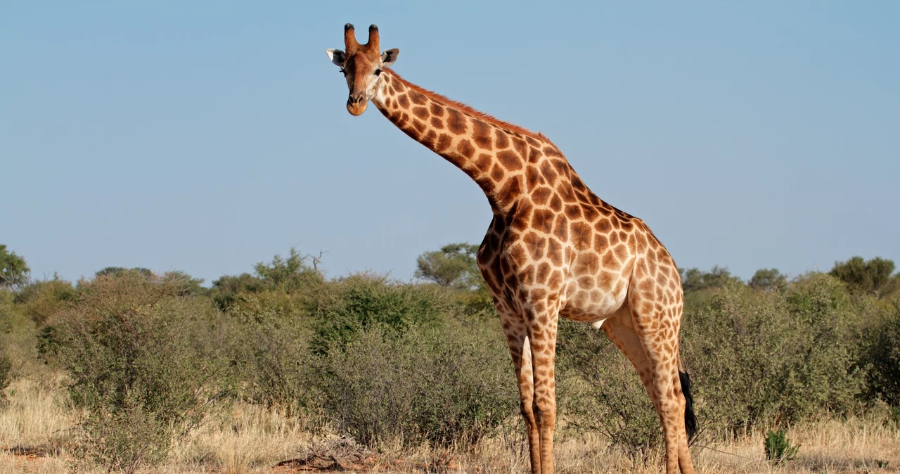 Au găsit o girafă cu coarne neobișnuite.  Și nu în Africa