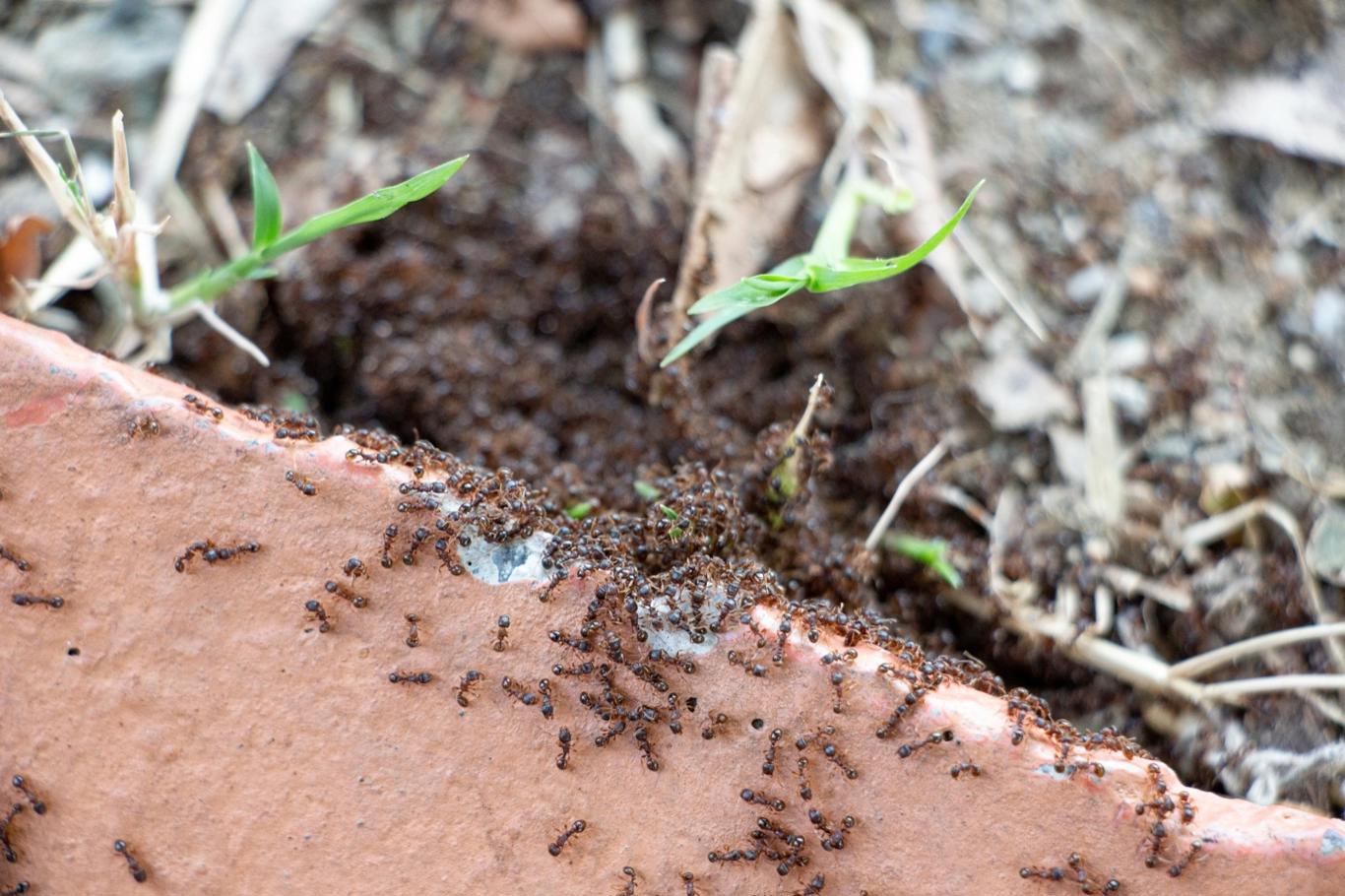 Furnici în paturi de flori: le puteți alunga folosind plante aromatice și acești prădători